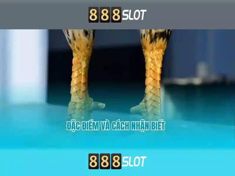 Sản phẩm và dịch vụ chính: áp dụng thực tế cho 888 slot 00\n\n