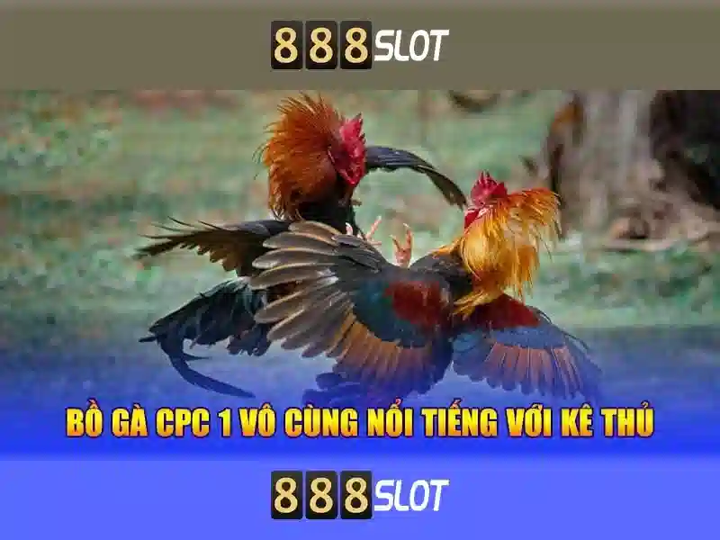 Kết luận và lời khuyên cho người mới